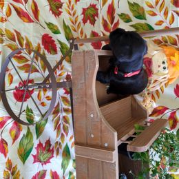 Miniature Schnauzer Puppies from Camp Creek Schnauzers