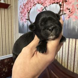 Blitzen- pending - Black and white male Shihpoo puppy in Whitehall 18052, Pennsylvania from Lilli’s Shih tzus and Shih poos