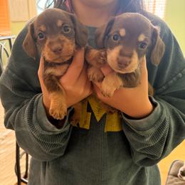 Sprout - Chocolate and tan male Dachshund puppy in Missoula, Montana from The Dainty Dachshund