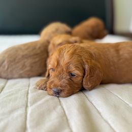 Australian Labradoodle Puppies from Peak Australian Labradoodles