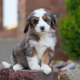 Tegu - Merle male Bernedoodle puppy in Dundee, Ohio from Down Home Doodle