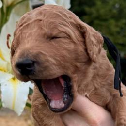 Onyx - Black collar - Apricot male Goldendoodle puppy in Puyallup, Washington from Dawnie’s Doodles