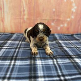 Lilly - Tri-Roan female English Springer Spaniel puppy in Rogers, Ohio from StoneyBrook Setters