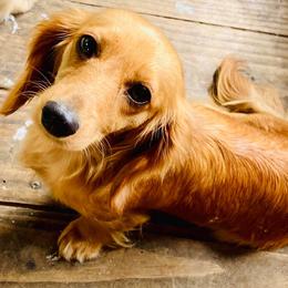 Punkie - Dachshund