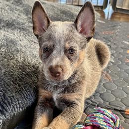 Australian Cattle Dog Puppies from Grit ‘n’ Grace Ranch