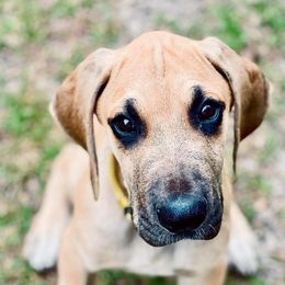 Great Danes from Rivercliff Danes
