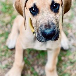 Great Danes from Rivercliff Danes