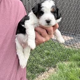 Bernese Mountain Dog and Poodle Puppies from Brian Petersen
