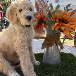 Lilac - Golden female Double Doodle puppy in El Cajon, California from Calibear Doodles