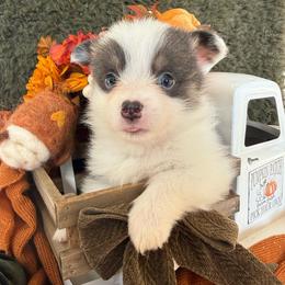 Ember - Blue female Pembroke Welsh Corgi puppy in Paxton, Illinois from McGovern Family Corgis