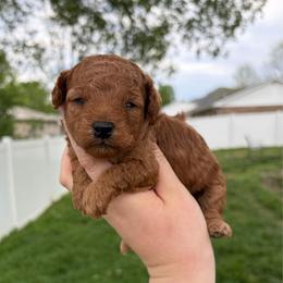 Flora - Red  female Poodle puppy in Morehead, Kentucky from Paw Perfect Pets