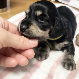 Valentine's Charming - Black and cream male Dachshund puppy in Prescott, Arizona from Dachshund Family Love Breeders