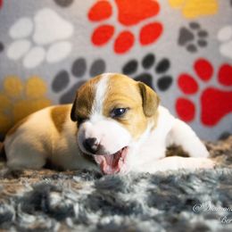 Russell Terrier Puppies from Diamond D Jacks