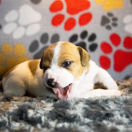 Russell Terrier Puppies from Diamond D Jacks