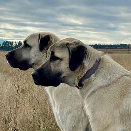 Tucker - Anatolian Shepherd Dog