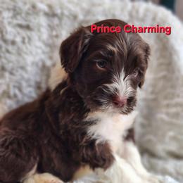 Prince Charming - Brown and white male Portuguese Water Dog puppy in Narvon, Pennsylvania from Prized Family Porties