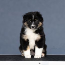 Fuzzy bee - Black tri female Miniature American Shepherd puppy in Riverton, Utah from Prestige Aussies