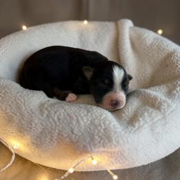 Arden - Black tri-color male Australian Shepherd puppy in Statesville, North Carolina from Charming Australian Shepherds