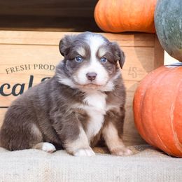 Brooklyn - Miniature Australian Shepherd puppy from 4 Seasons Aussies