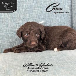 Cove - Light Blue - Brown and white male Aussiedoodle puppy in Oxford, Alabama from Magnolia Grove Doodles