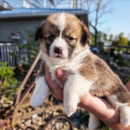 Maxine - Sable female Pembroke Welsh Corgi puppy in Coleman, Michigan from Salt Creek Farm Dogs
