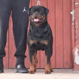 Arlos - Rottweiler
