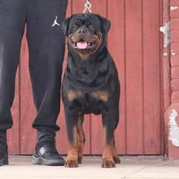 Arlos - Rottweiler
