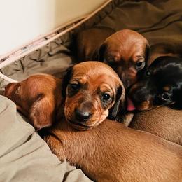 Dachshunds from Willies Weinies