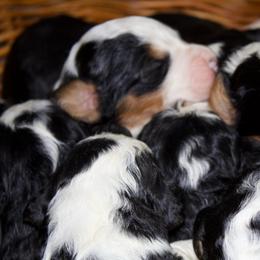 Girl 5 - Tri-color female Bernedoodle puppy in Belgreen, Alabama from Scott’s Farm Poodles and Doodles