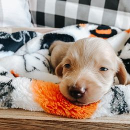 Dachshund Puppies from Mill Creek Dachshunds
