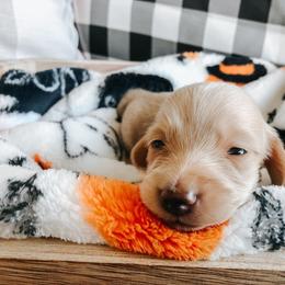 Dachshund Puppies from Mill Creek Dachshunds