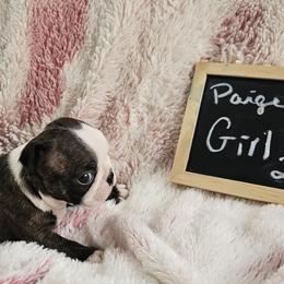 Girl 2 - Black brindle and white female Boston Terrier puppy in Gore, Oklahoma from Ford's Traditional and Colored Boston Terriers