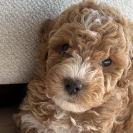 Goldendoodles from Nova's Minidoodles