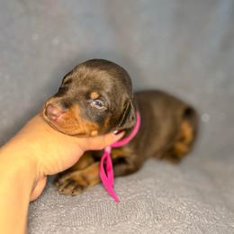 Girl 2 - Red and rust female Doberman Pinscher puppy in Moreno Valley, California from Corgi Dobie Co.