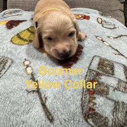 Boomer Yellow Collar - Cream male Dachshund puppy in Dike, Texas from Texas Blessed Dachshunds