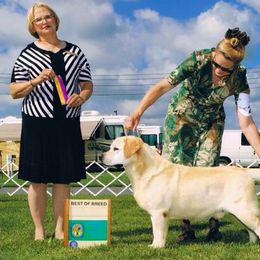 Labrador Retriever Puppies from Endless Mt. Labradors