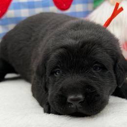 Orange - Black male Labrador Retriever puppy in Heath Springs, South Carolina from Rich Hill Retrievers