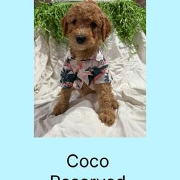 AKC Standard poodle Mulan - Red  female Poodle puppy in Harrisburg, Arkansas from Ransone’s Ridge Runners Poodles and Doodles