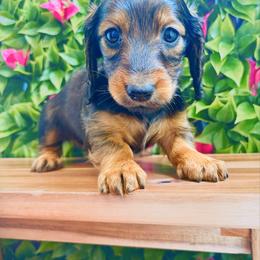 Zola 3200 - Red female Dachshund puppy in Sylvania, Alabama from Yancey’s Doxies