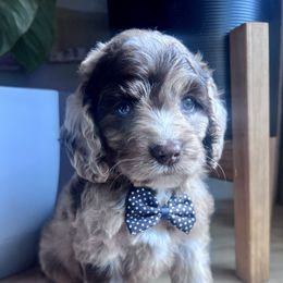 Alfalfa with training - Merle male Cockapoo puppy in Boonville, North Carolina from Doods & Dolls