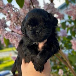 Black - Black male Shih Tzu puppy in Oakville, Washington from Pine Pawz