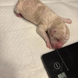 Boy pup - Cream male Goldendoodle puppy in Lumberton, Texas from Southeast Texas Goldendoodles