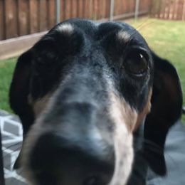 Dachshunds from Double R Ranch