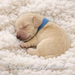 Polar Bear - Cream male Dachshund puppy in Prescott, Arizona from Dachshund Family Love Breeders