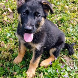 German Shepherd Puppies from Rain's Legacy German Shepherds