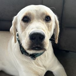 Labrador Retrievers from Tiny Hiney Farm Labradors