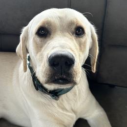 Labrador Retrievers from Tiny Hiney Farm Labradors