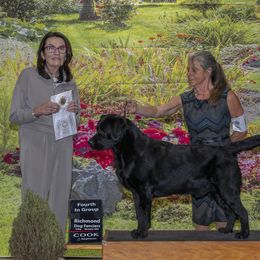 Magnum - Labrador Retriever