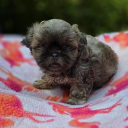 Blue Female - Blue female Shih Tzu puppy in Oakville, Washington from Garrard Creek Shih Tzus