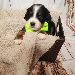 Bernedoodle Puppies from Adorable Dixie Doodles